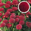 Afbeelding van Bellis grootbloemig P10.5 Aanbieding Red